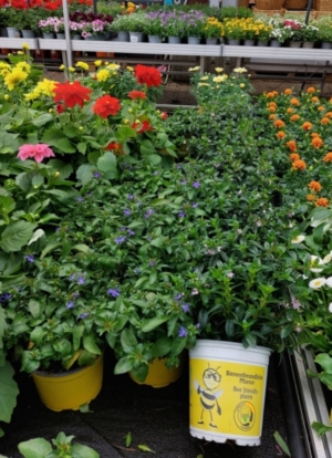 Bluehpflanzen-bienenfreundlich